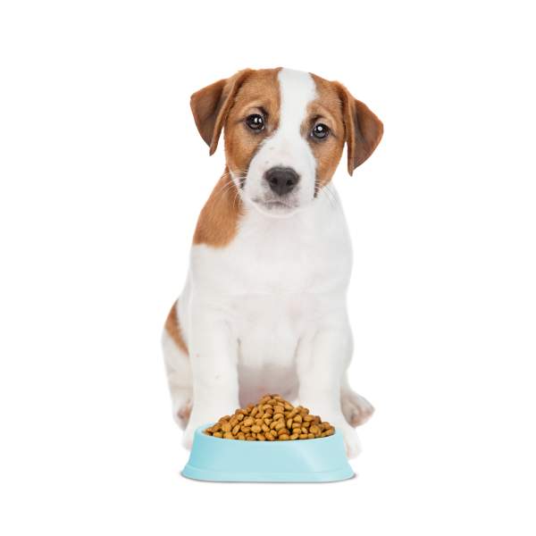  căței și pisici - 20 x 20 x 4