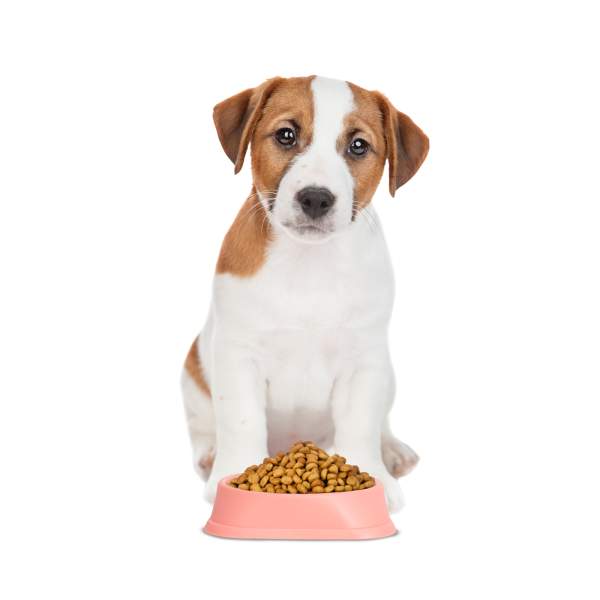  căței și pisici - 20 x 20 x 4