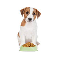  căței și pisici - 20 x 20 x 4