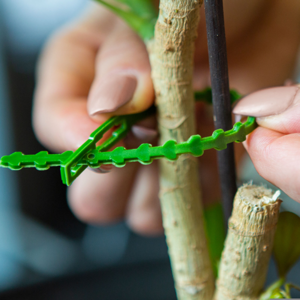 Set legat plante24 buc.165 mm d: 88 mm