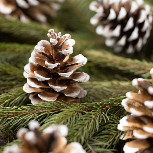 Decor de Craciun - con - 5 x 4