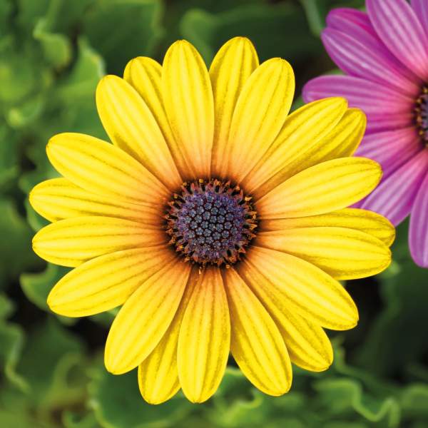 Decor de grădină - floare - 7