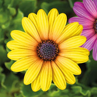 Decor de grădină - floare - 7